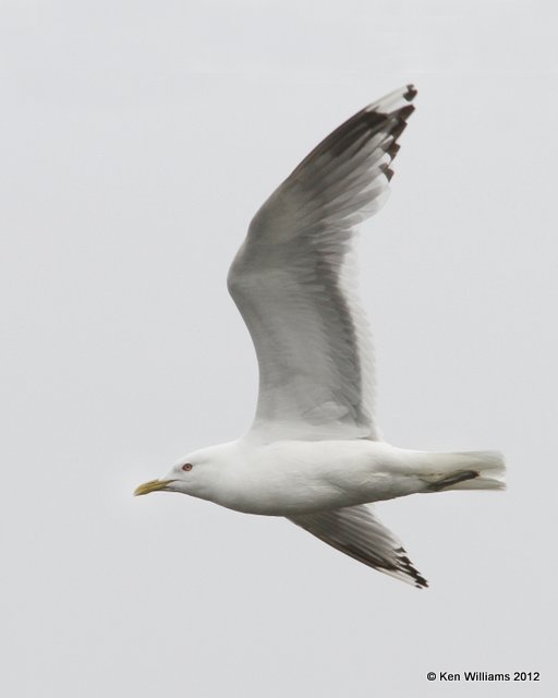 Mew Gull, Potter Marsh, Anchorage, AK, 7-7-12, Ja_14723.jpg