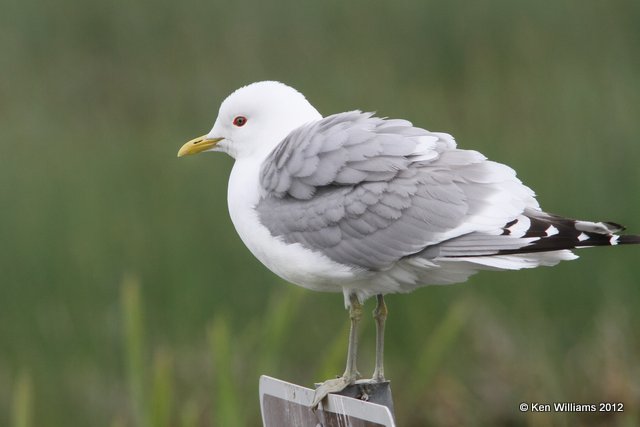 Mew Gull, Potter Marsh, Anchorage, AK, 7-7-12, Ja_14727.jpg