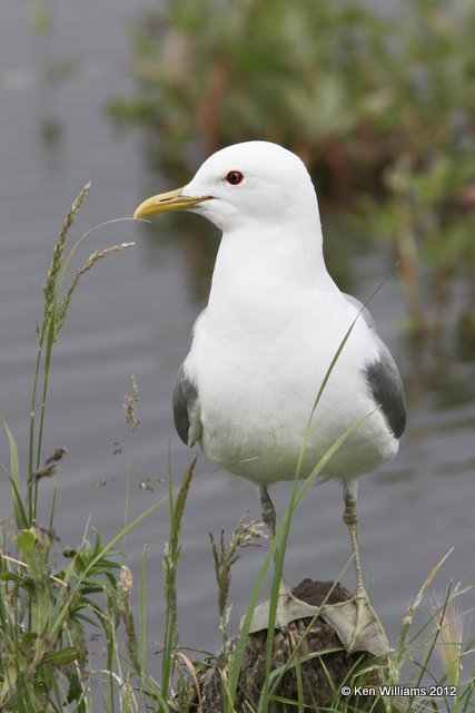 Mew Gull, Potter Marsh, Anchorage, AK, 7-7-12, Ja_14891.jpg