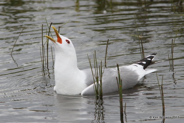 Mew Gull, Potter Marsh, Anchorage, AK, 7-7-12, Ja_15037.jpg