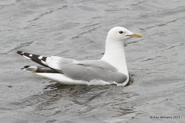 Mew Gull, Potter Marsh, Anchorage, AK, 7-7-12, Ja_15059.jpg