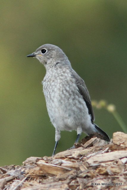 Mountain Bluebird - juvenile, Custer, SD, 6-26-12, Ja_12161.jpg