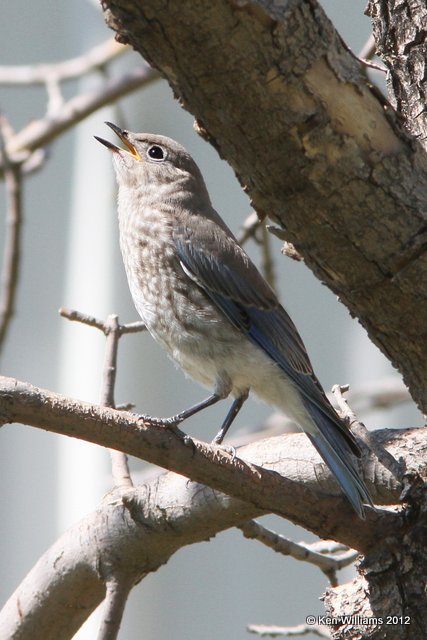 Mountain Bluebird - juvenile, Custer, SD, 8-5-12, Ja_21559.jpg