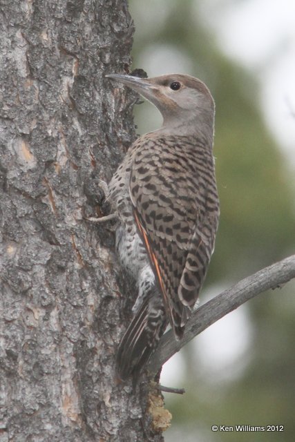 Northern Flicker - Red Shafted, Jasper Park, Canada, 6-29-12, Ja_12558.jpg