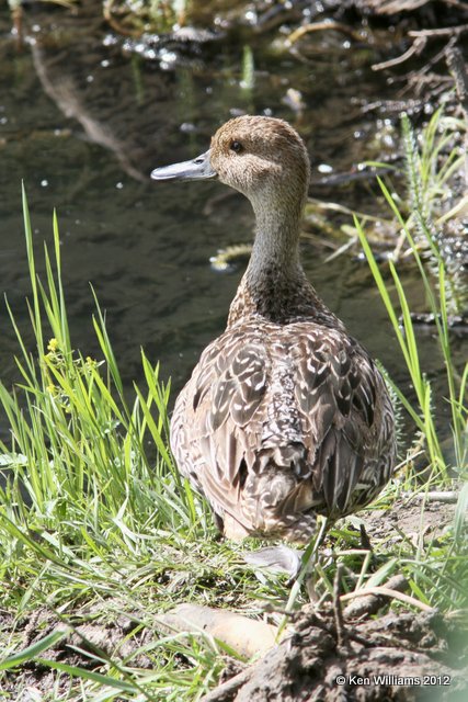 Northern Pintail juvenile, North Pole, AK, 7-23-12, Ja_18625.jpg