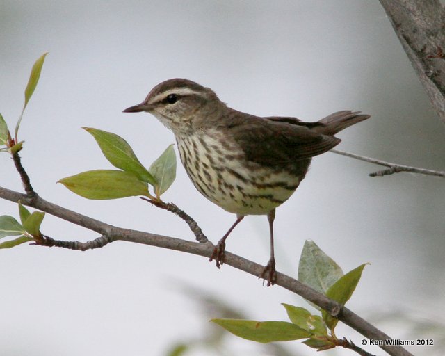 Northern Waterthrush, Watson Lake, Yukon Terriory, 7-2-12, Ja_13607.jpg