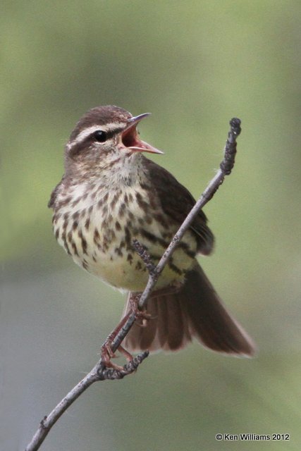 Northern Waterthrush, Watson Lake, Yukon Terriory, 7-2-12, Ja_13612.jpg