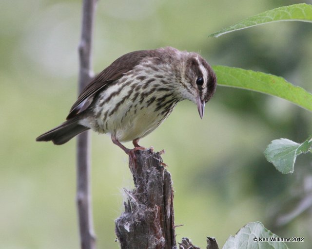 Northern Waterthrush, Watson Lake, Yukon Territory, 7-2-12, Ja_13598.jpg