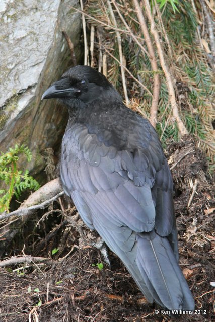 Northwestern Crow, Valdez, AK, 7-6-12, Ja_14407.jpg