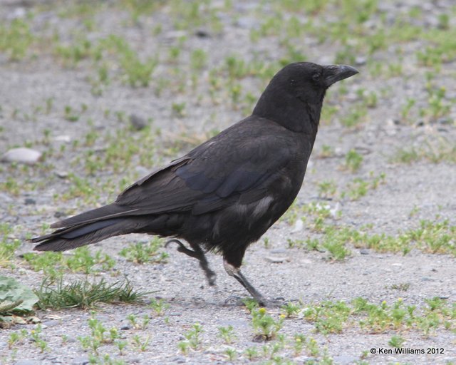 Northwestern Crow, AK, 6-10-12, Ja_16106.jpg