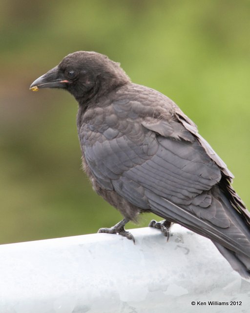 Northwestern Crow, Whittier, AK, 6-9-12, Ja_15887.jpg