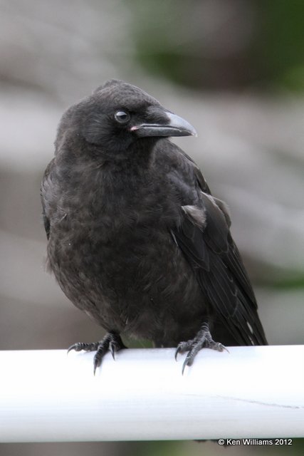 Northwestern Crow, Whittier, AK, 6-9-12, Ja_15893.jpg