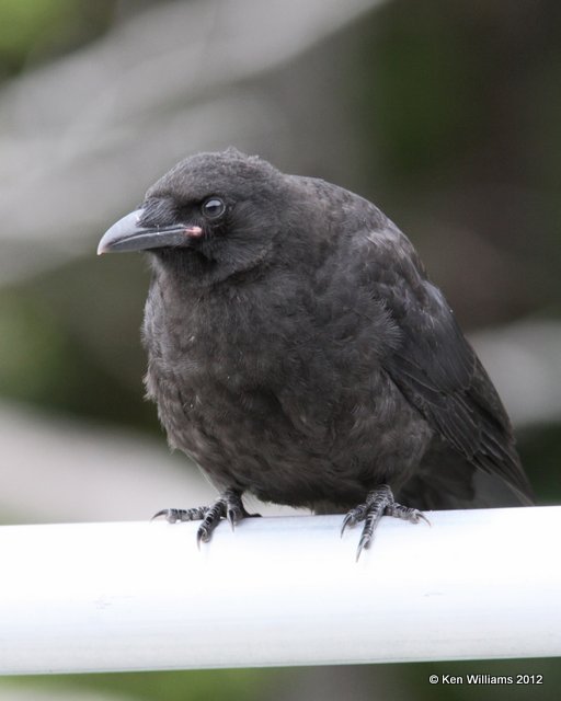 Northwestern Crow, Whittier, AK, 6-9-12, Ja_15898.jpg