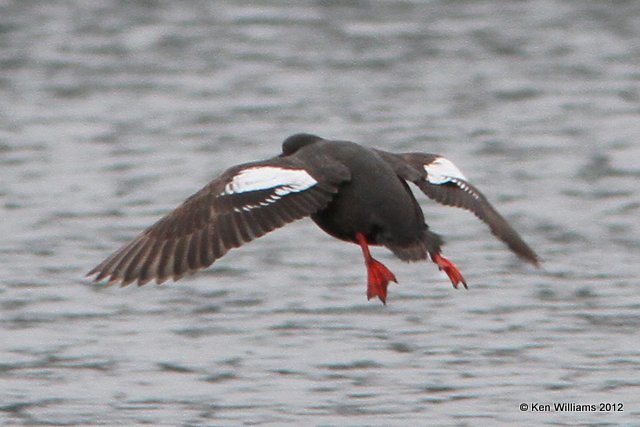 Pigeon Guillemot, Gull Island, Homer, AK, 7-11-12, Ja_16231.jpg