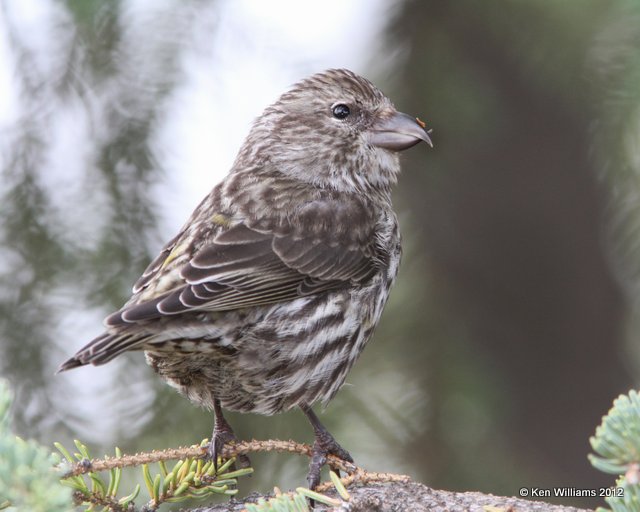 Red Crossbill juvenile, Dease Lake, BC, 7-30-12, Ja_20467.jpg