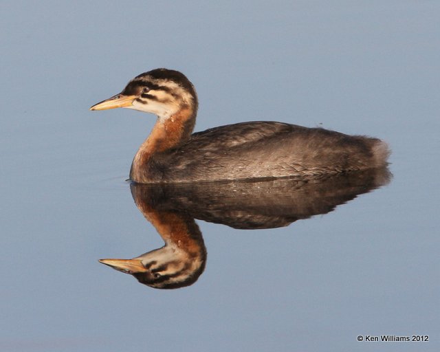 Red-necked Grebe chick, Creamer Fields, Fairbanks, AK, 7-26-12, Ja_19371.jpg