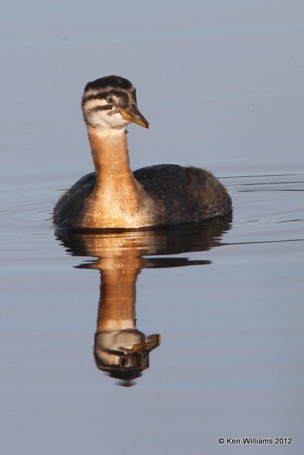 Red-necked Grebe chick, Creamer Fields, Fairbanks, AK, 7-26-12, Ja_19407.jpg