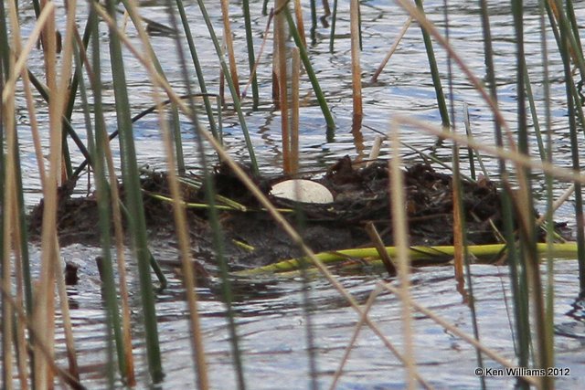 Red-necked Grebe egg in nest, Watson Lake, Yukon Terriory. 7-2-12, Ja_13177.jpg