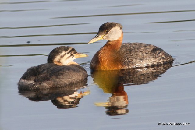 Red-necked Grebe with chick, Creamer Fields, Fairbanks, AK, 7-26-12, Ja_19327.jpg