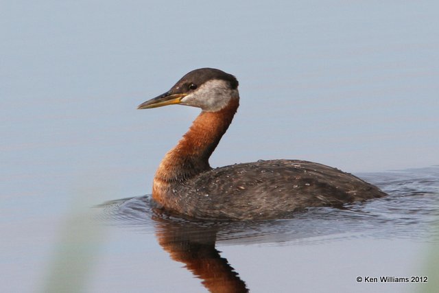 Red-necked Grebe - breeding plumage, Creamer Fields, Fairbanks, AK, 7-25-12, Ja_19100.jpg