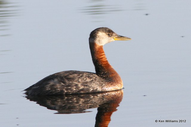 Red-necked Grebe - breeding plumage, Creamer Fields, Fairbanks, AK, 7-26-12, Ja_19313.jpg