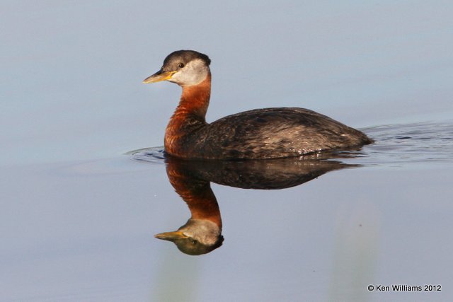 Red-necked Grebe - breeding plumage, Creamer Fields, Fairbanks, AK, 7-26-12, Ja_19345.jpg