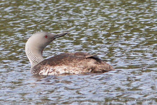 Red-throated Loon, Denali area, AK, 7-19-12, Ja_17639.jpg