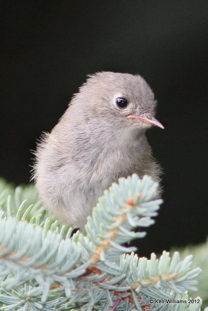 Ruby-crowned Kinglet - juvenile, Fairbanks, AK, 7-24-12, Ja_18978.jpg