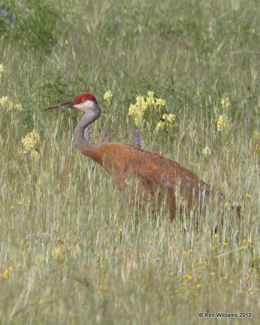 Sandhill Crane, Creamer Fields, Fairbanks, AK, 7-23-12, Ja_18783.jpg