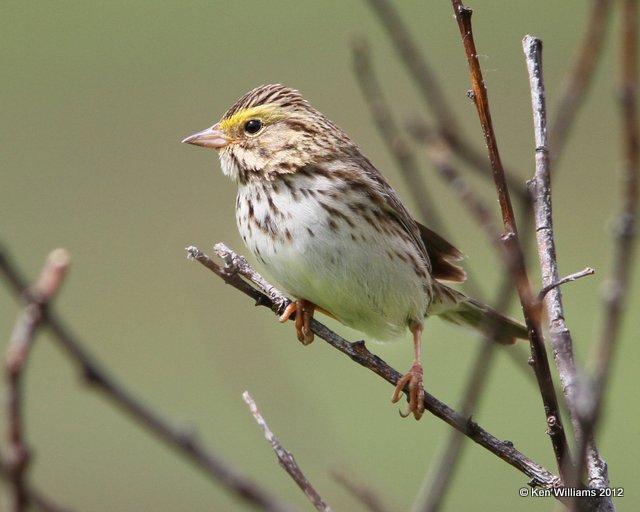 Savannah Sparrow, Hatcher Pass, Palmer, AK, 7-8-12, Ja_15237.jpg