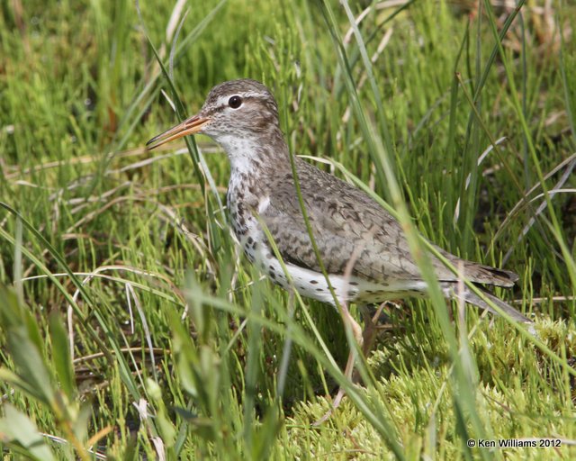 Spotted Sandpiper breeding plumage, Lake Louise, AK, 7-6-12, Ja_14524.jpg