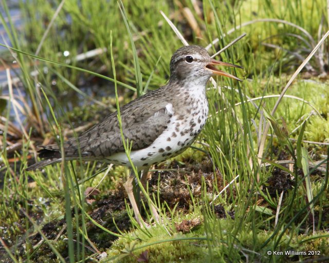 Spotted Sandpiper breeding plumage, Lake Louise, AK, 7-6-12, Ja_14527.jpg