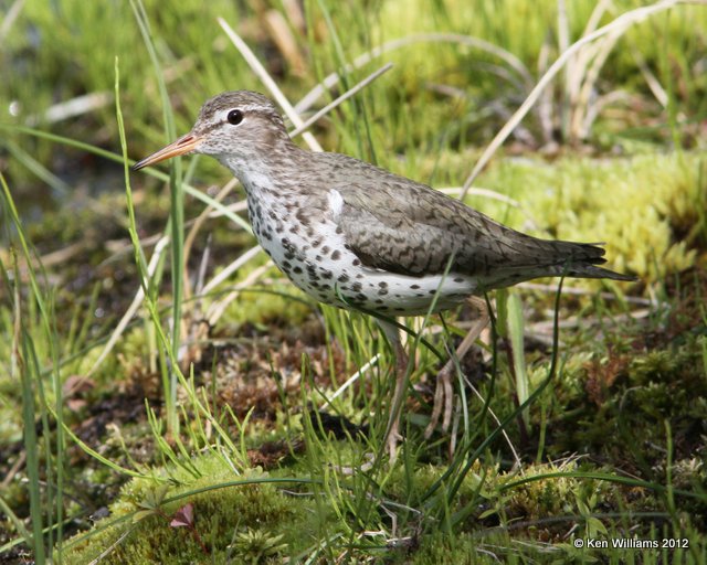 Spotted Sandpiper breeding plumage, Lake Louise, AK, 7-6-12, Ja_14533.jpg