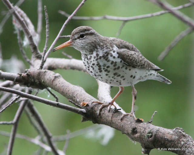 Spotted Sandpiper breeding plumage, Ship Creek,  Anchorage, AK, 7-12-12, Ja_16610.jpg