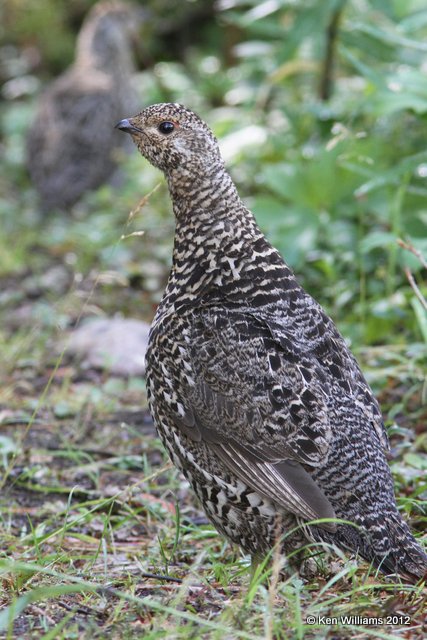 Spruce Grouse hen, Dease Lake, BC, 7-30-12, Ja_20577.jpg