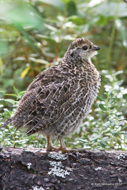 Spruce Grouse juvenile, Dease Lake, BC, 7-30-12, Ja_20611.jpg