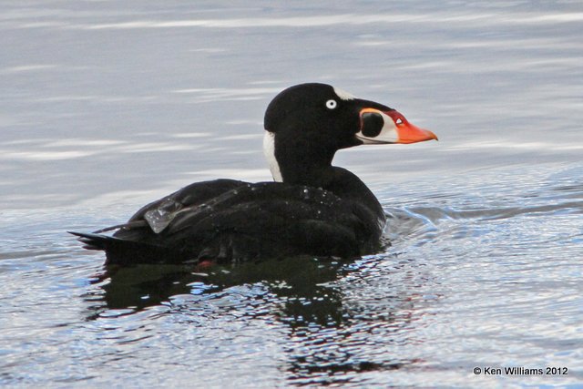 Surf Scoter, Watson Lake, Yukon Terriory, 7-2-12, Ja2_13737.jpg