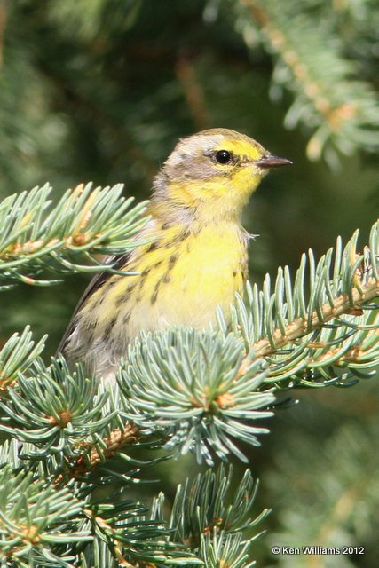 Townsend's Warbler fledgling, Creamer Fields, Fairbanks, AK, 7-26-12, Ja_19436.jpg