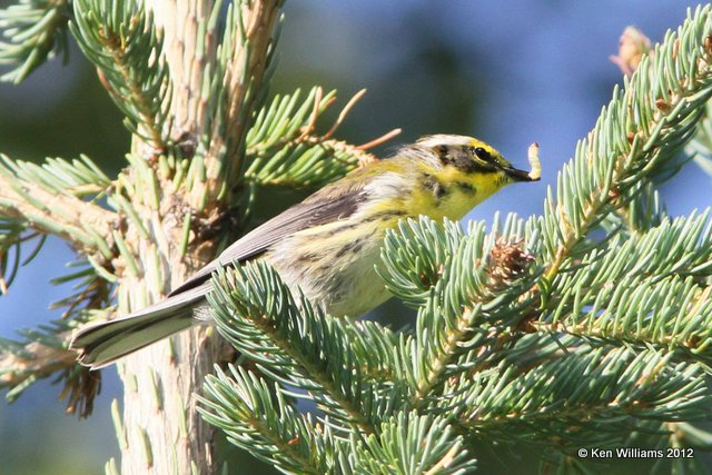 Townsend's Warbler fledgling, Creamer Fields, Fairbanks, AK, 7-26-12, Ja_19457.jpg