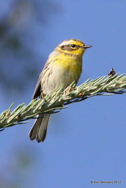 Townsend's Warbler fledgling, Creamer Fields, Fairbanks, AK, 7-26-12, Ja_19475.jpg