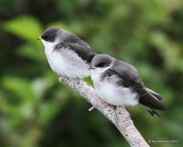 Tree Swallow fledgling, Potter Marsh, Anchorage, AK, 7-7-12, Ja_14807.jpg