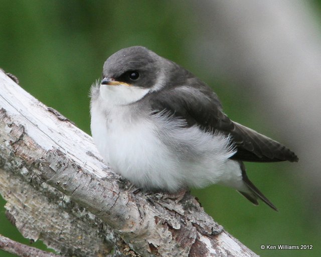 Tree Swallow fledgling, Potter Marsh, Anchorage, AK, 7-7-12, Ja_14816.jpg