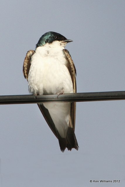 Tree Swallow, Toad River, BC, 7-1-12, Ja_12945.jpg