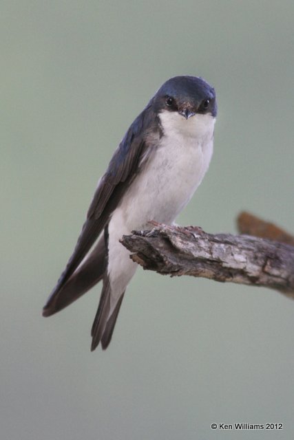 Tree Swallow, Toad River, BC, 7-2-12, Ja_12989.jpg