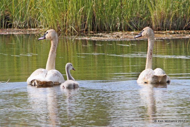 Trumpter Swans, Alaska Highway, Tok to Haines, AK, 7-27-12, Ja2_19927.jpg