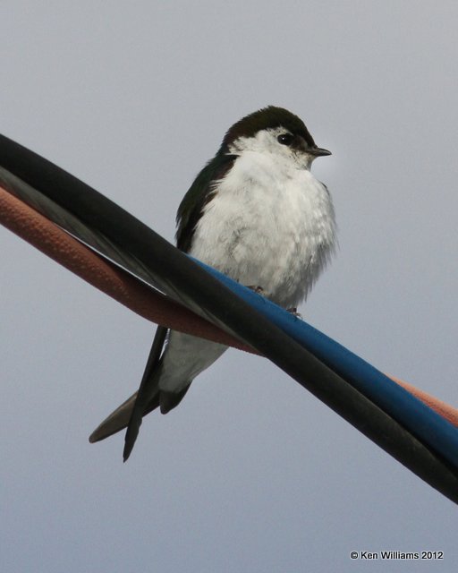 Violet-green Swallow, Toad River, BC, 7-2-12, Ja_13012.jpg