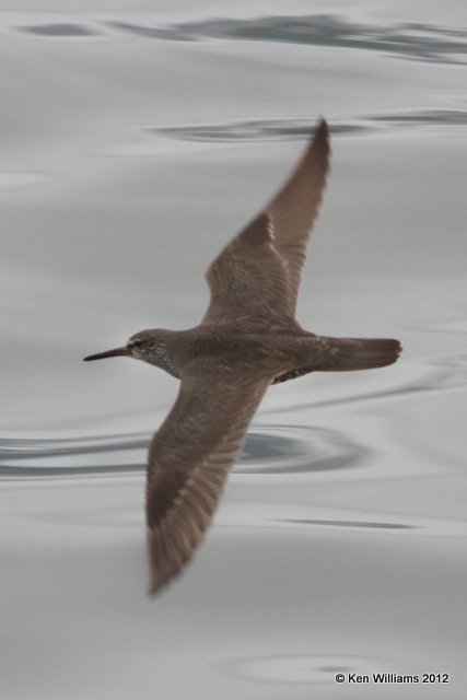 Wandering Tattler, Valdez, AK, 7-5-12, Ja_14026.jpg