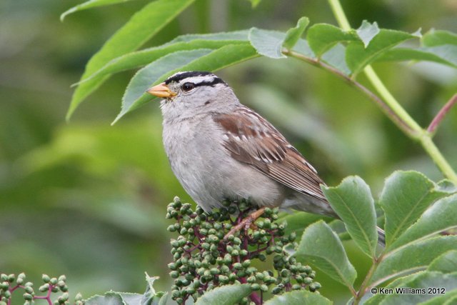 White-crowned Sparrow adult - Gambels subspecies, Anchorage, AK, 7-7-12, Ja_14654.jpg