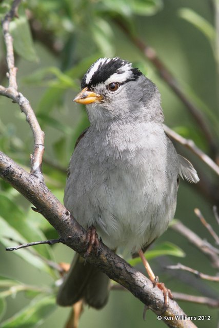 White-crowned Sparrow adult - Gambels subspecies, Lake Louise, AK, 7-6-12, Ja_14563.jpg