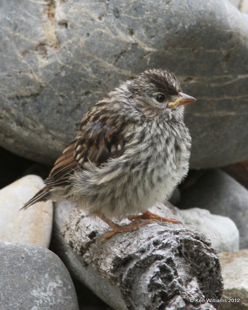 White-crowned Sparrow - fledgling, Gambels subspecies, Dawson City, Yukon Territory, Canada, 7-4-12, Ja_13876.jpg